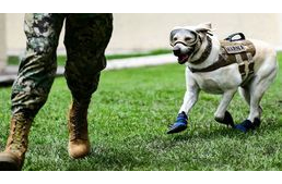Nyugdíjba vonul a hős keresőkutya, aki 12 ember életét mentette meg a mexikói földrengés után