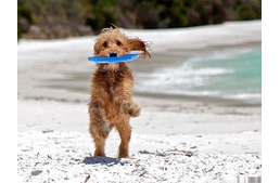 A kutyasétáltatás mint sport