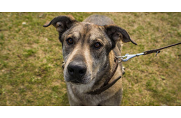 Árva állatokat támogat az ország egyik legnagyobb webáruháza