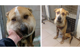 Az Emberség, a Szeretet és Összefogás jelképe lett Fülöp