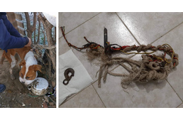 Újabb "Fülöpöt" mentettek az állatvédők