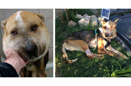 Gyanúsítottként hallgatta ki Fülöp gazdáit a rendőrség