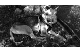 Fülöp átkelt a szivárványhídon