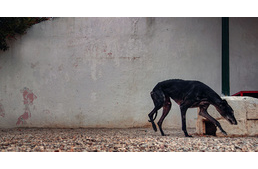 A spanyol tradíciók négylábú áldozatai - A Galgok világnapja