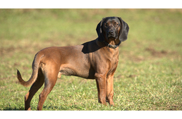 Vadászkutyákat bántalmazó elítéltekkel szemben nyújtott be keresetet az ügyészség