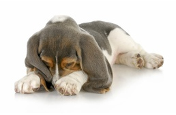 Biztonságosak az antibiotikumok a kutyád számára? 