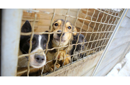 Megalakult a Magyar Állatvédők Szövetsége