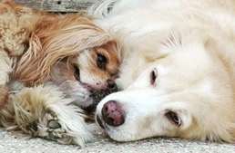 Saját vakvezető kutyája van a vak spánielnek - ők az internet legújabb sztárjai