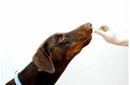 Kutyáink vitaminszükséglete - Szükséges-e pótolni? 