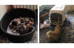 Vad- és háziállatokat szaporító telepet számoltak fel az állatvédők