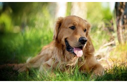 A NÉBIH teszt: irtó jók a kullancsirtó nyakörvek