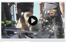 Kilenc nap után mentettek ki egy kutyát a földrengés okozta romok alól!