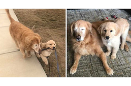 Megható egymásra találás: kölyök barátja mutatja az utat a vak kutyának