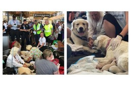 Repülőtéren születtek meg a segítőkutya kölykei