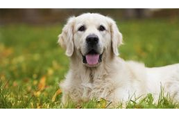 Új állatjóléti törvény Luxemburgban: ilyen egy állatbarát ország!