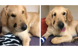 A hősök néha négy lábon járnak: 6 hónapos kölyökkutya mentette meg gazdáját a csörgőkígyótól