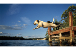 Hol és és hogyan fürdethetem kutyámat?