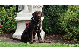 Fókuszban a hős kutyák