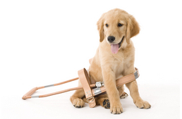 Vakvezető kutyák világnapja 2015