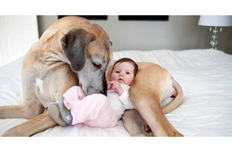 Nincs többé elhízás, se allergia: tarts kutyát!