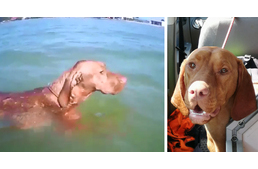 Fegyverrel fenyegetett egy telkére tévedő vizslát egy nyaraló a Balatonon