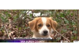 Imádta a kutyákat, mégis ez lett a veszte