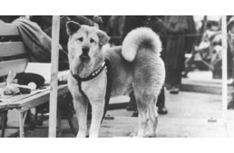 A hűség jelképe: Hachiko