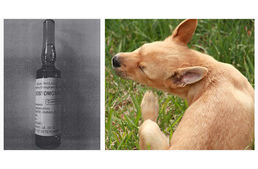 Hamis állatgyógyszer került forgalomba hazánkban