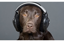 Hangoskönyv a menhelyi kutyáknak?