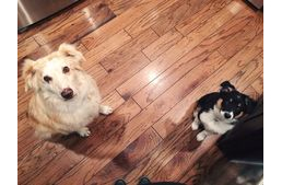 60 nap a vadonban - és a kutya, aki túlélte