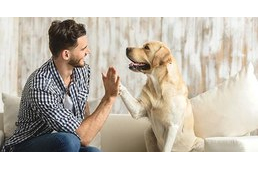 Hasonlóan működik a kutya és az ember agya