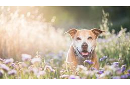 Közel 50 kullancs volt a kutyán a kirándulás után