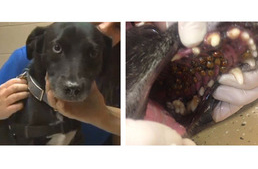 Harlekinkaticák lepték el egy kutya száját