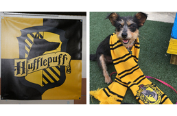 Így változott át a menhely Roxforttá: kedves ötlettel állt elő egy menhely a kutyusok gazdisodásáért