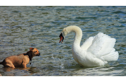 Hattyútámadás áldozata lett egy spániel Írországban