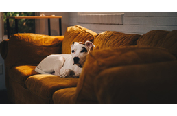 Ha helyreáll a rend - így készítsd fel kutyádat a korlátozások utáni időszakra