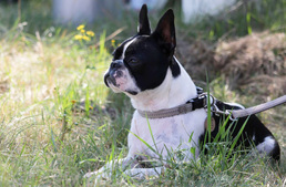 Ki a legengedelmesebb házikedvenc?