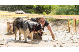 Tippek: Így éld túl a Hard Dog Race Wild-ot