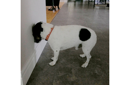 Miért támasztja a fejét a falnak? - “Head pressing”