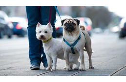 Kutyás Critical Mass lesz októberben Budapesten