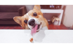 Újabb kutyaeledelek kerültek visszahívásra