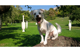 Miért hiperaktív a kutyám? – I. rész