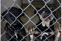 Jobbik: fel kell számolni a gyepmesteri telepeket!