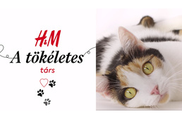 Örökbefogadásra buzdít a H&M