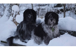 Hó, mint kutyabarát hely