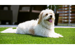 Tökéletes, gondozásmentes pázsit kutyásoknak is!