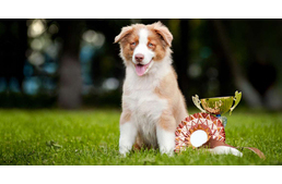 Újraindulnak a kutyakiállítások Magyarországon: megvannak az új időpontok!