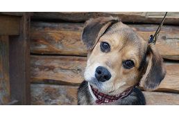 Süti, kávé, tea és gazdikereső kutyák egy helyen