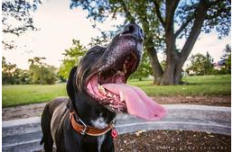 Harmadfokú hőségriadó: különös odafigyelést igényelnek kedvenceink is!