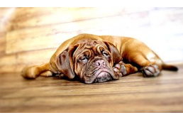 Életveszély nyáron: hőguta kutyáknál